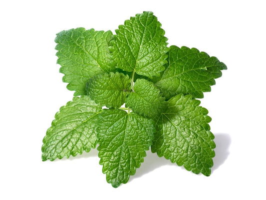 Lemon Balm Lemon Balm - LandscapeDirect