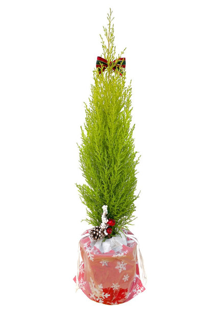 Lemon Cypress Tree - LandscapeDirect