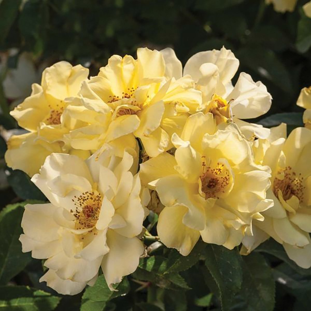 Lemon Drift Rose - LandscapeDirect