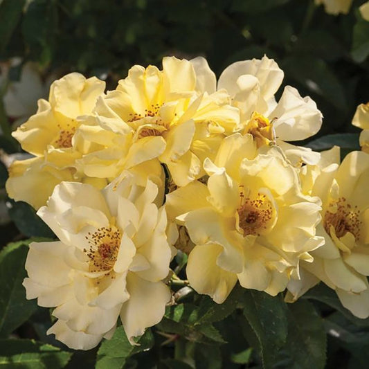 Lemon Drift Rose - LandscapeDirect