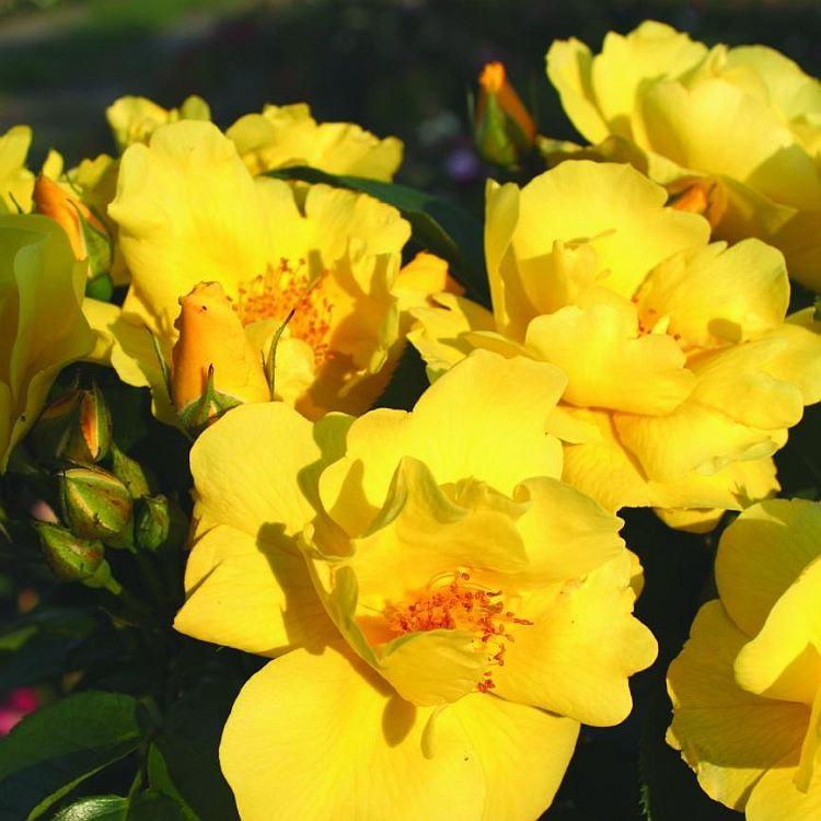 Lemon Fizz Kolorscape Rose - LandscapeDirect