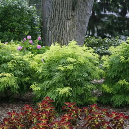 Lemony Lace Elderberry - LandscapeDirect