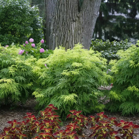 Lemony Lace Elderberry - LandscapeDirect
