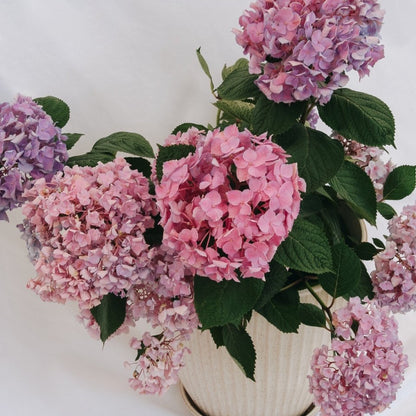 Let's Dance Sky View Reblooming Hydrangea - LandscapeDirect