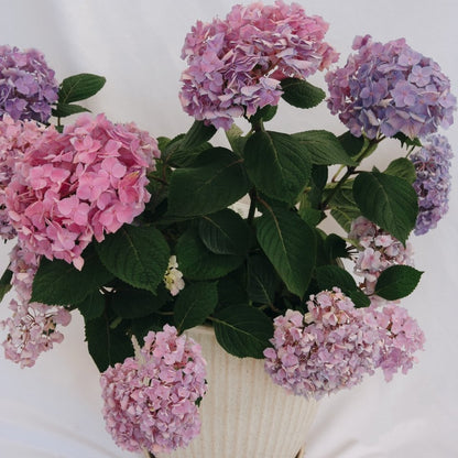 Let's Dance Sky View Reblooming Hydrangea - LandscapeDirect