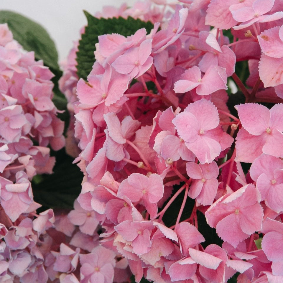Let's Dance Sky View Reblooming Hydrangea - LandscapeDirect