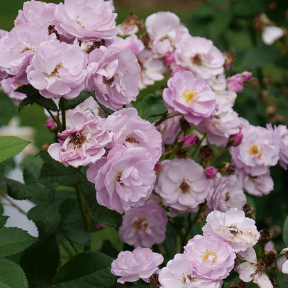 Lilac Days Climbing Rose - LandscapeDirect