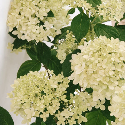 Limelight Prime Panicle Hydrangea - LandscapeDirect