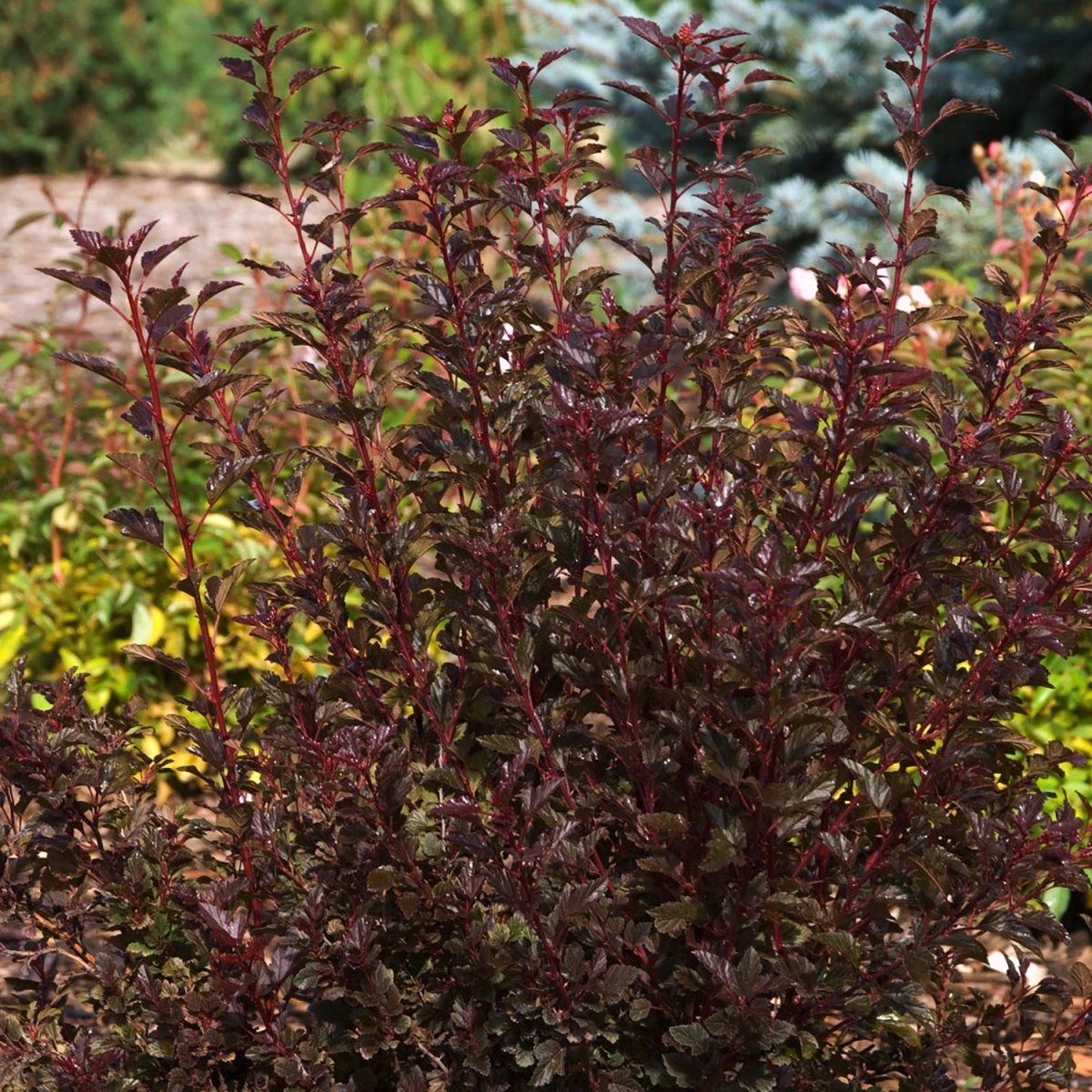 Little Devil Ninebark - LandscapeDirect