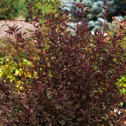 Little Devil Ninebark - LandscapeDirect