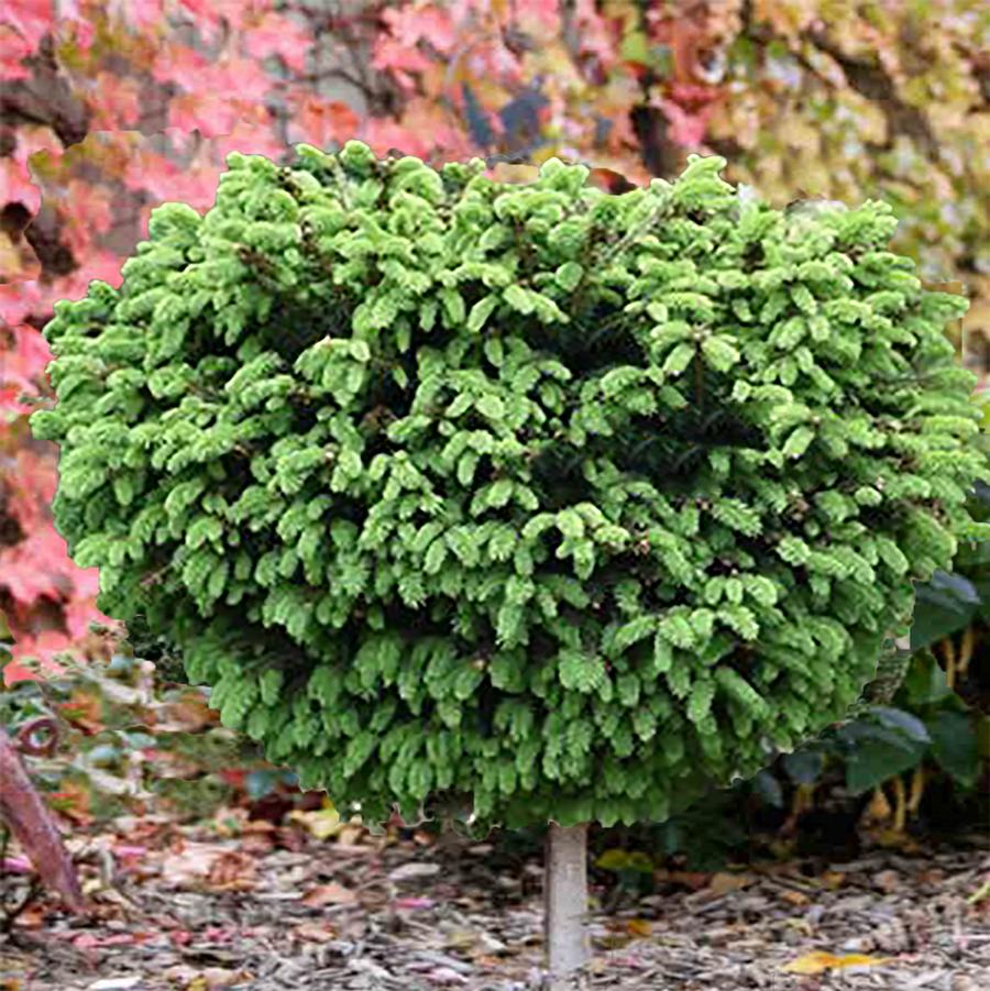 Little Gem Norway Spruce - Standard – LandscapeDirect