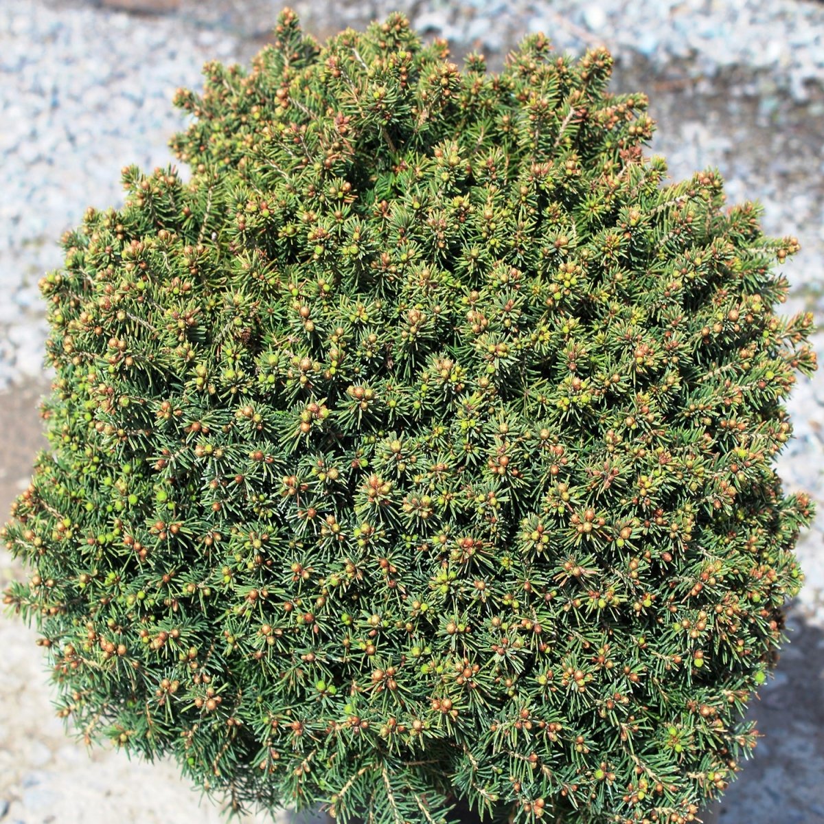 Trees – Page 3 – LandscapeDirect
