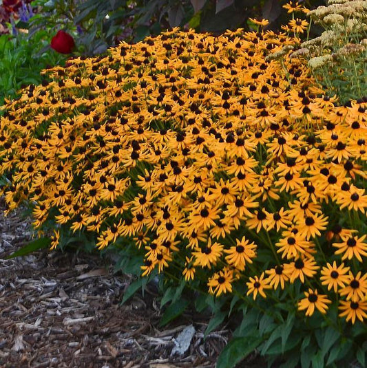 Little Goldstar Black-eyed Susan - LandscapeDirect