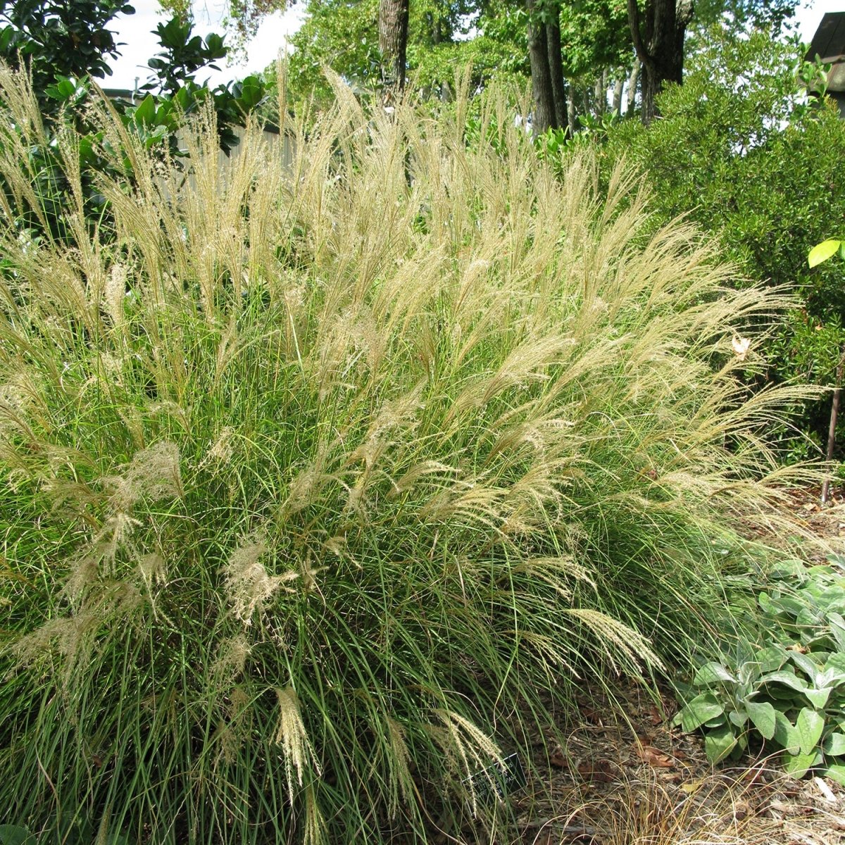 Little Kitten Maiden Grass - LandscapeDirect
