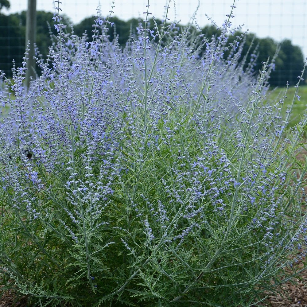 Little Lace Russian Sage - LandscapeDirect