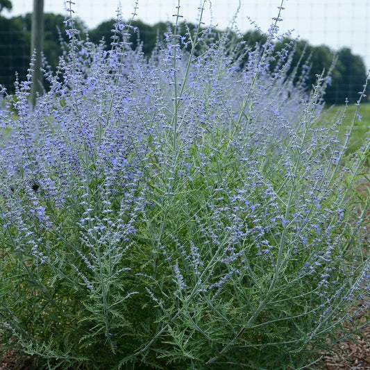 Little Lace Russian Sage - LandscapeDirect
