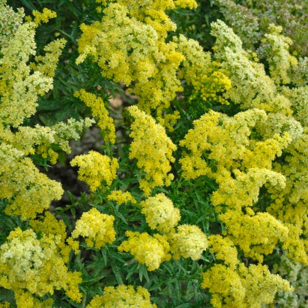 Little Lemon Goldenrod - LandscapeDirect
