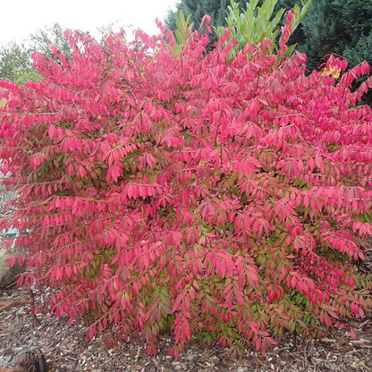 Little Moses Burning Bush - LandscapeDirect