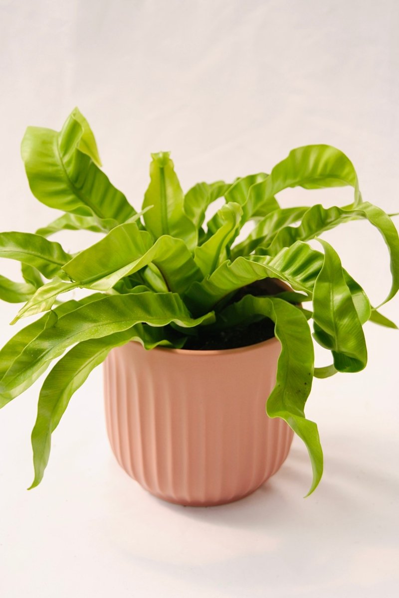 hurricane bird nest fern Living Lace Hurricane Bird's Nest Fern – LandscapeDirect