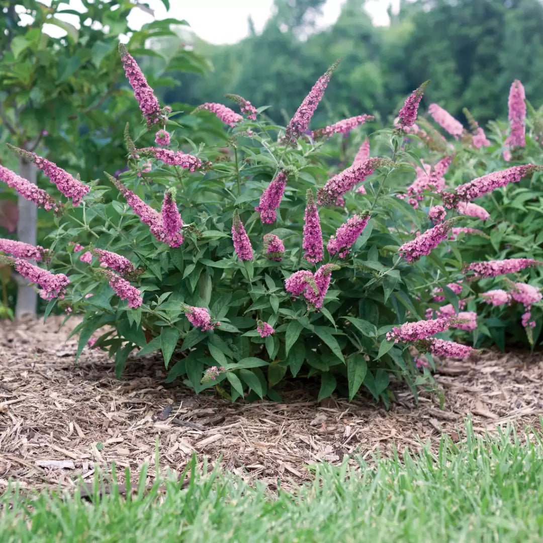 Lo & Behold 'Pink Micro Chip' Butterfly bush - LandscapeDirect