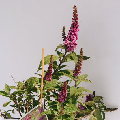 Lo & Behold Ruby Chip Butterfly Bush - LandscapeDirect