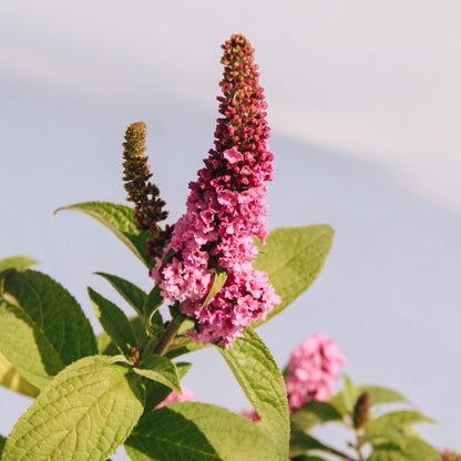 Lo & Behold Ruby Chip Butterfly Bush - LandscapeDirect