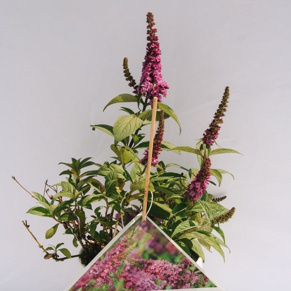 Lo & Behold Ruby Chip Butterfly Bush - LandscapeDirect