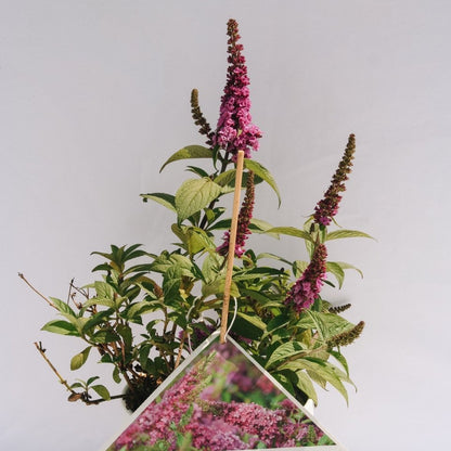 Lo & Behold Ruby Chip Butterfly Bush - LandscapeDirect