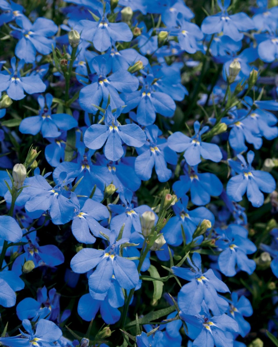 Lobelia Laguna Dark Blue - LandscapeDirect