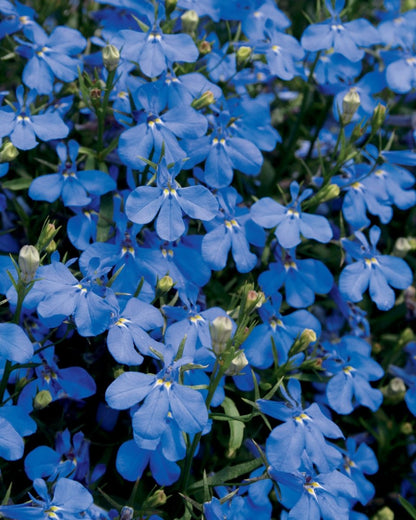 Lobelia Laguna Dark Blue - LandscapeDirect