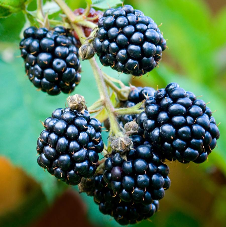 Shop Blackberries – LandscapeDirect