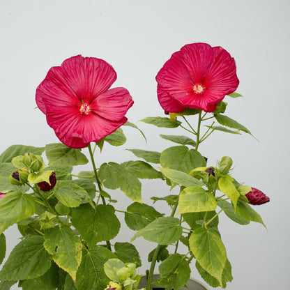 Luna Red Rose Mallow - LandscapeDirect