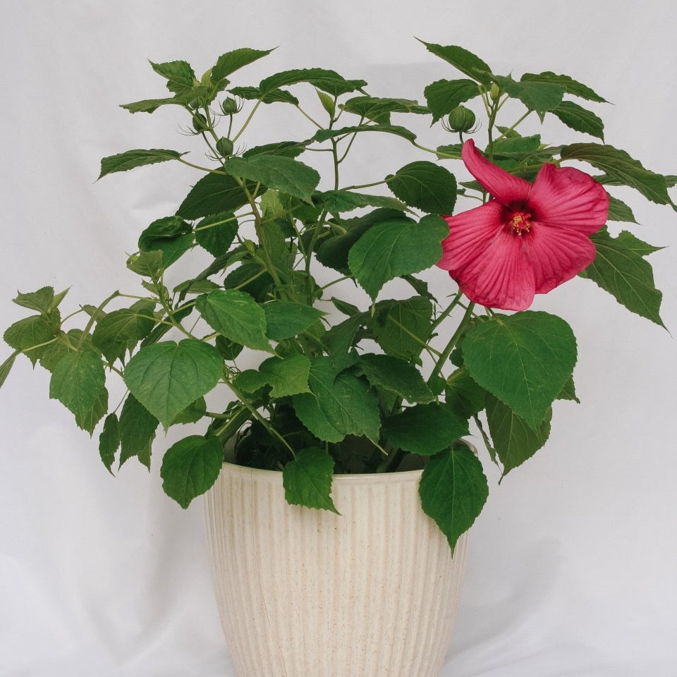 Luna Rose Rose Mallow - LandscapeDirect