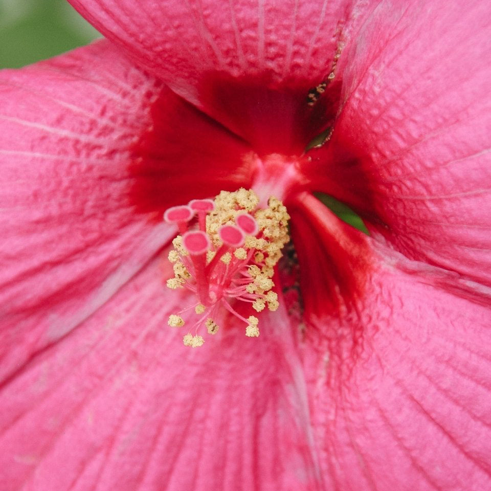 Luna Rose Rose Mallow - LandscapeDirect