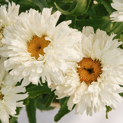 Macaroon Shasta Daisy - LandscapeDirect