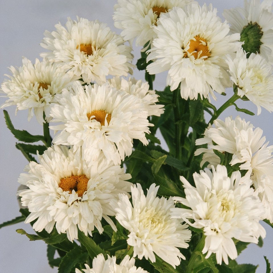Macaroon Shasta Daisy - LandscapeDirect