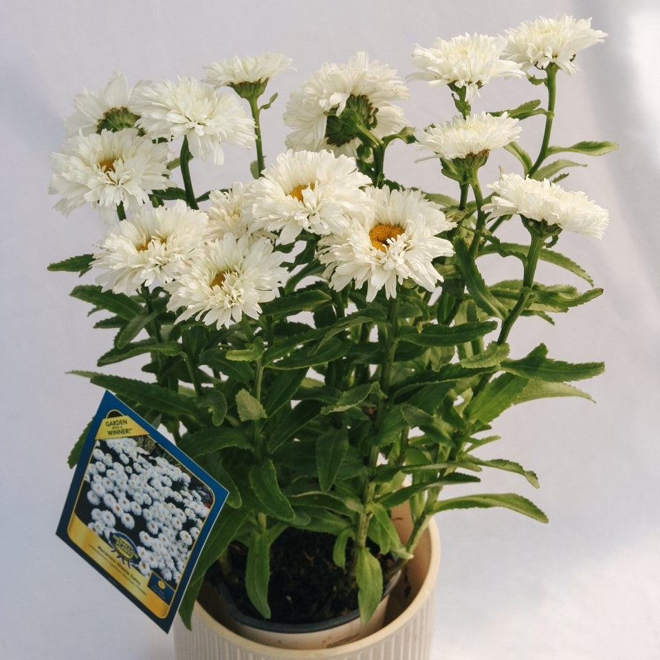 Macaroon Shasta Daisy - LandscapeDirect