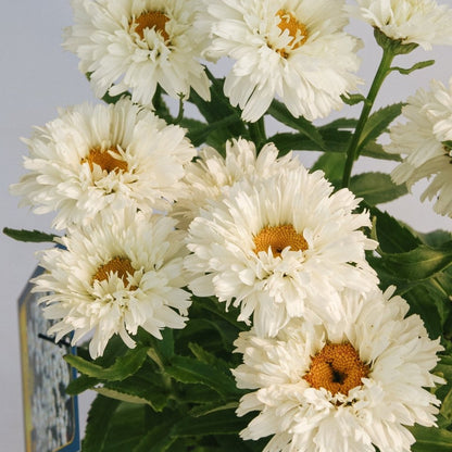 Macaroon Shasta Daisy - LandscapeDirect