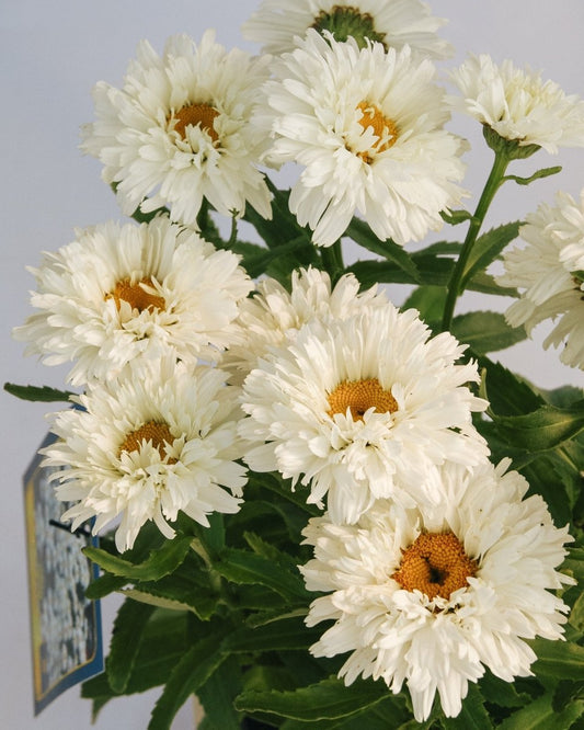Macaroon Shasta Daisy - LandscapeDirect