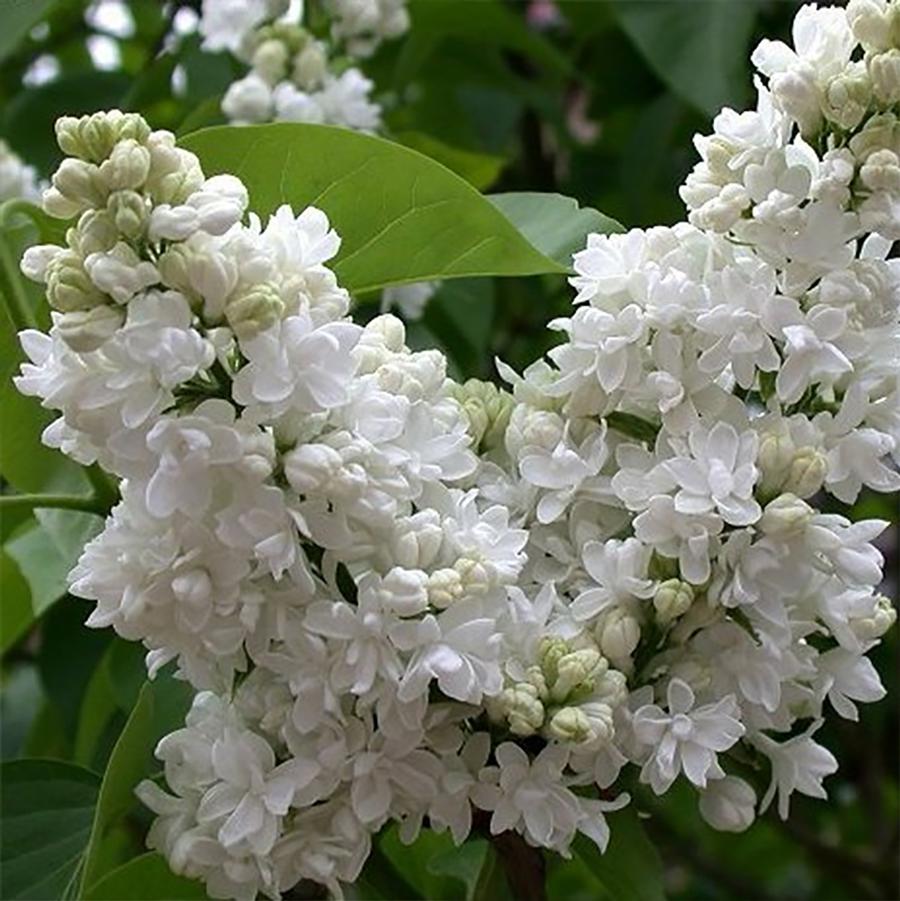 Madame Lemoine Lilac - LandscapeDirect
