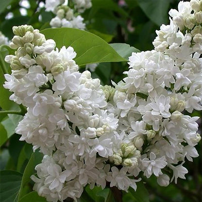 Madame Lemoine Lilac - LandscapeDirect