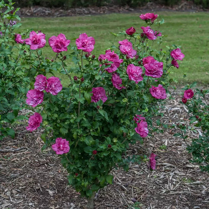 Magenta Chiffon Rose of Sharon - LandscapeDirect