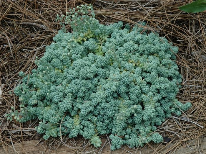 Major Stonecrop - LandscapeDirect