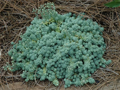 Major Stonecrop - LandscapeDirect