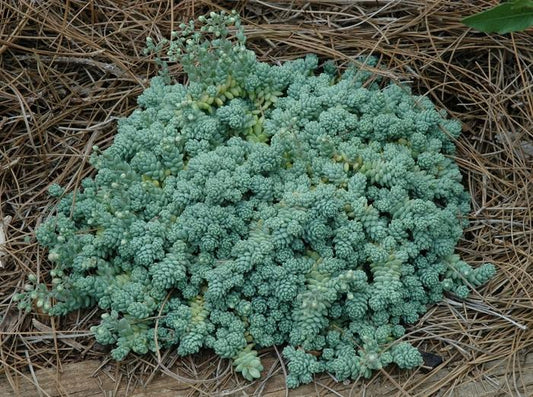 Major Stonecrop - LandscapeDirect