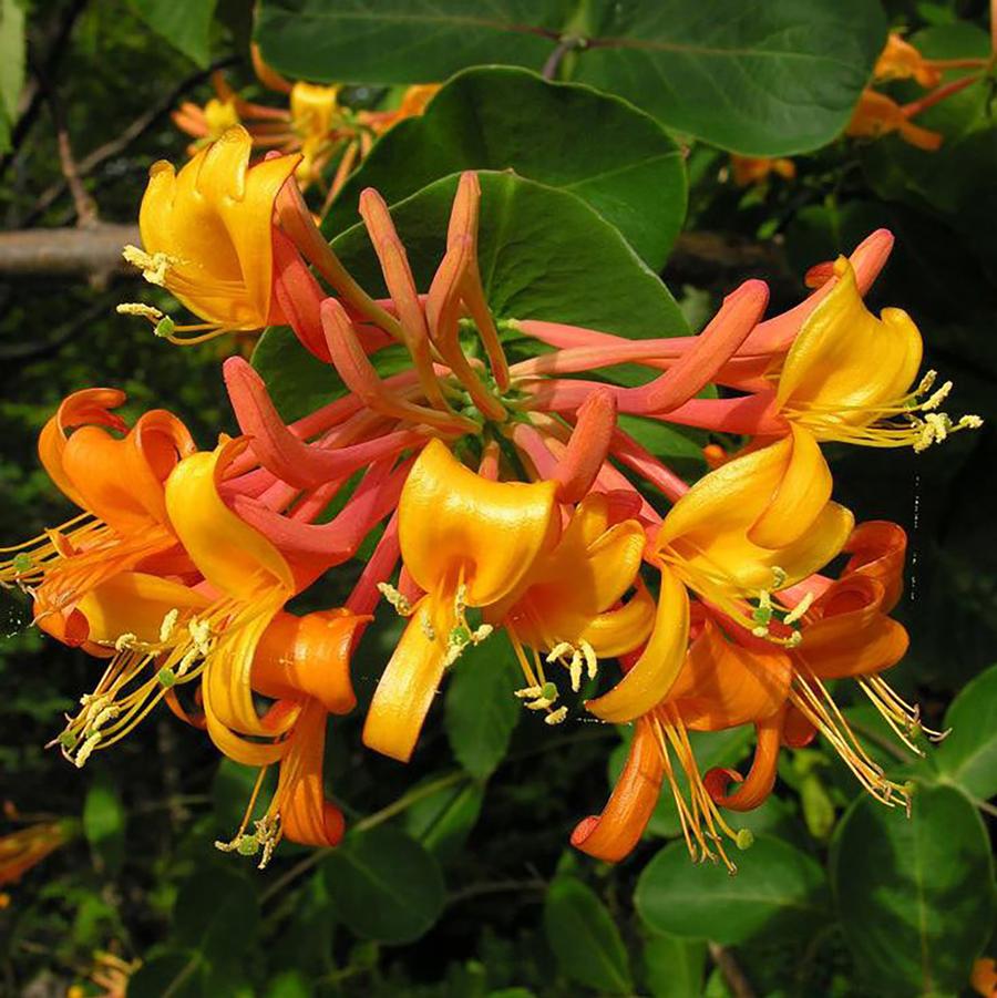 Mandarin Honeysuckle - LandscapeDirect