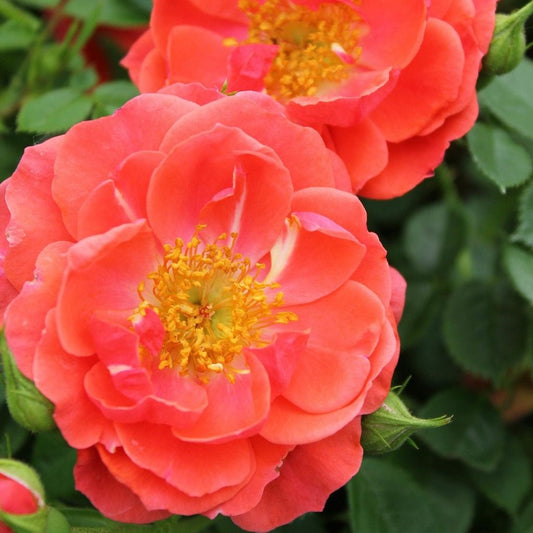 Mango Salsa Rose - LandscapeDirect