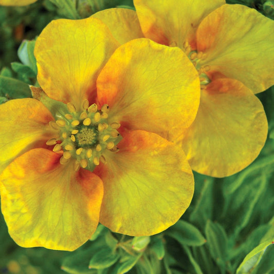 Mango Tango Potentilla - LandscapeDirect