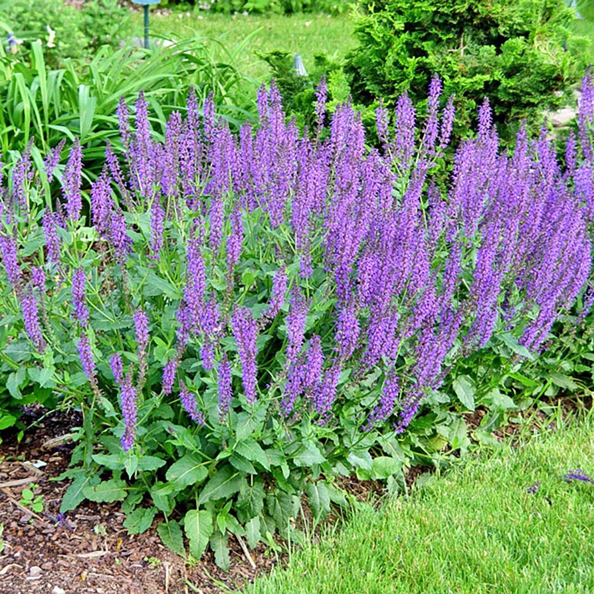 Marcus Woodland Sage – LandscapeDirect