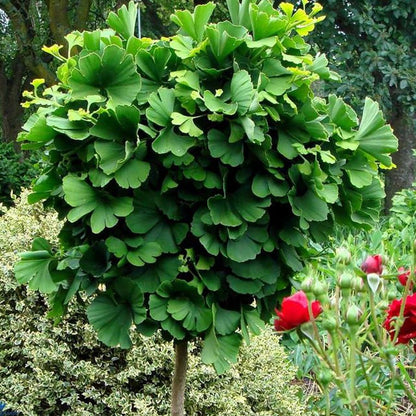 Mariken Maidenhair Tree - LandscapeDirect